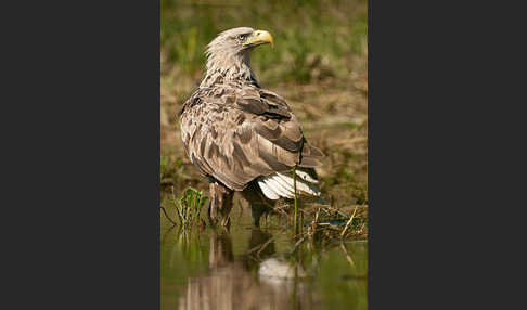 Seeadler (Haliaeetus albicilla)