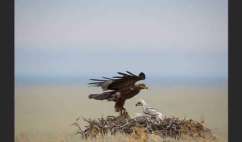 Steppenadler (Aquila nipalensis)