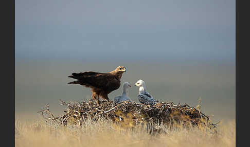 Steppenadler (Aquila nipalensis)