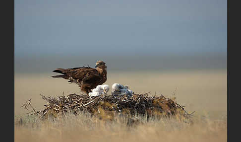 Steppenadler (Aquila nipalensis)