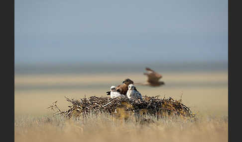 Steppenadler (Aquila nipalensis)