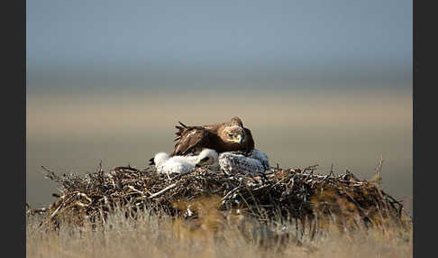 Steppenadler (Aquila nipalensis)