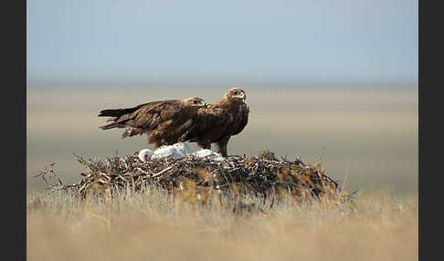 Steppenadler (Aquila nipalensis)