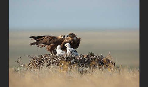 Steppenadler (Aquila nipalensis)