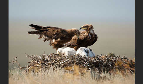 Steppenadler (Aquila nipalensis)