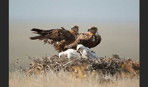 Steppenadler (Aquila nipalensis)