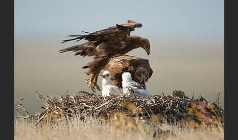 Steppenadler (Aquila nipalensis)