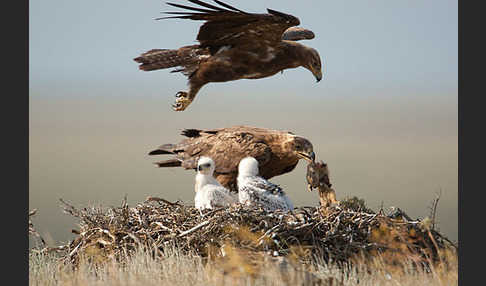 Steppenadler (Aquila nipalensis)