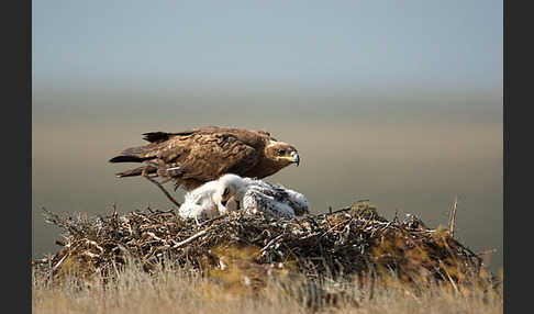 Steppenadler (Aquila nipalensis)