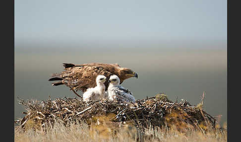 Steppenadler (Aquila nipalensis)