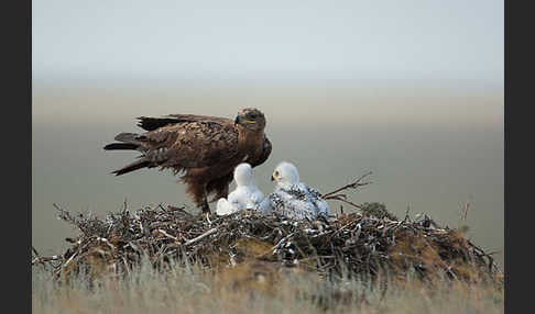 Steppenadler (Aquila nipalensis)