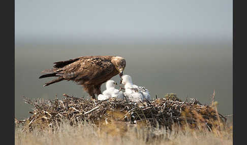 Steppenadler (Aquila nipalensis)