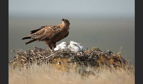 Steppenadler (Aquila nipalensis)