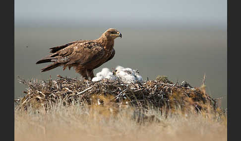 Steppenadler (Aquila nipalensis)