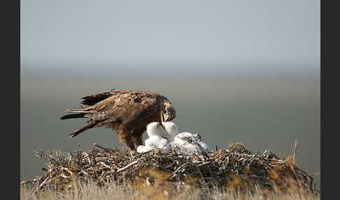 Steppenadler (Aquila nipalensis)