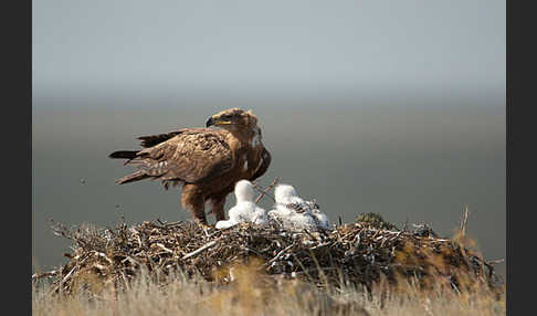 Steppenadler (Aquila nipalensis)