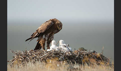 Steppenadler (Aquila nipalensis)