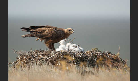 Steppenadler (Aquila nipalensis)