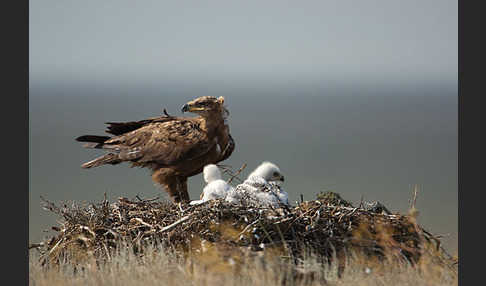 Steppenadler (Aquila nipalensis)