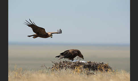 Steppenadler (Aquila nipalensis)