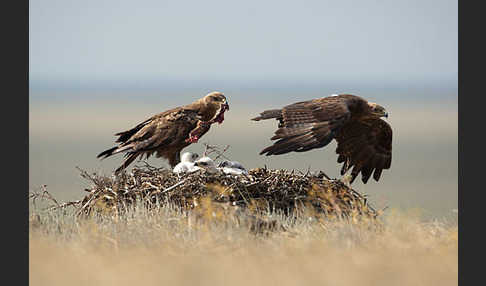 Steppenadler (Aquila nipalensis)