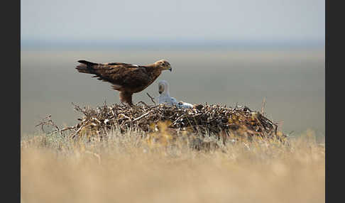 Steppenadler (Aquila nipalensis)