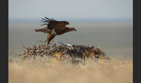 Steppenadler (Aquila nipalensis)