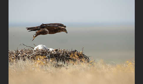 Steppenadler (Aquila nipalensis)