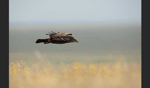 Steppenadler (Aquila nipalensis)