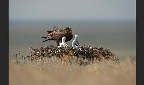 Steppenadler (Aquila nipalensis)