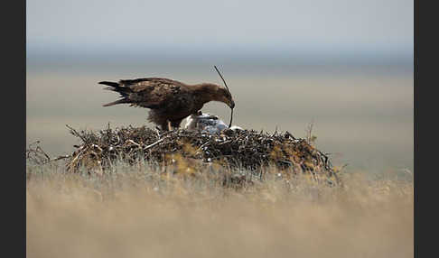 Steppenadler (Aquila nipalensis)