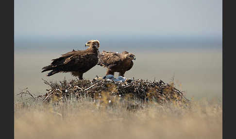 Steppenadler (Aquila nipalensis)