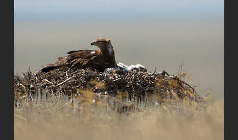 Steppenadler (Aquila nipalensis)