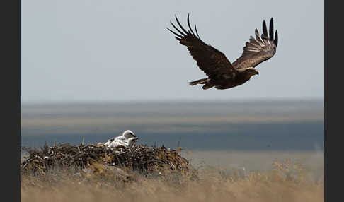 Steppenadler (Aquila nipalensis)