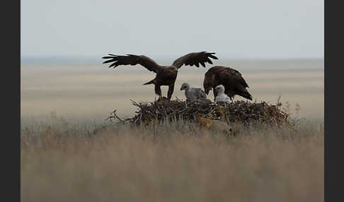 Steppenadler (Aquila nipalensis)