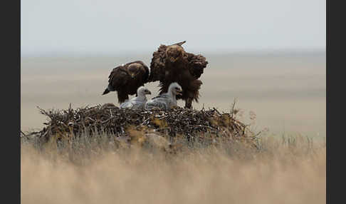 Steppenadler (Aquila nipalensis)