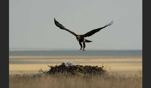 Steppenadler (Aquila nipalensis)