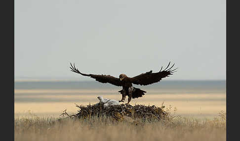 Steppenadler (Aquila nipalensis)