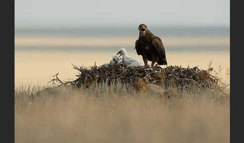 Steppenadler (Aquila nipalensis)