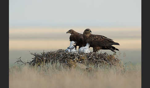 Steppenadler (Aquila nipalensis)