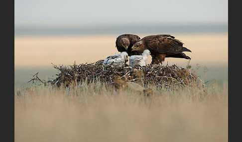 Steppenadler (Aquila nipalensis)