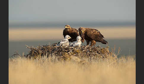 Steppenadler (Aquila nipalensis)