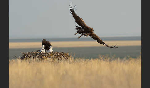 Steppenadler (Aquila nipalensis)