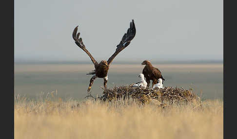 Steppenadler (Aquila nipalensis)