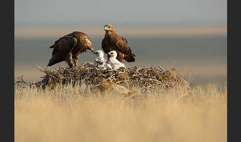 Steppenadler (Aquila nipalensis)