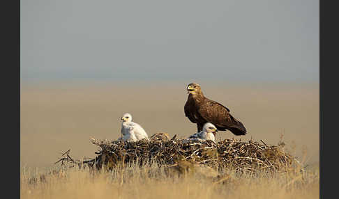 Steppenadler (Aquila nipalensis)