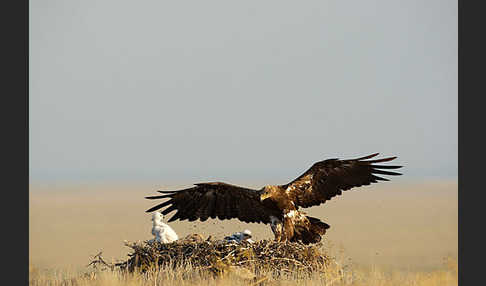 Steppenadler (Aquila nipalensis)