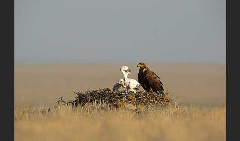 Steppenadler (Aquila nipalensis)