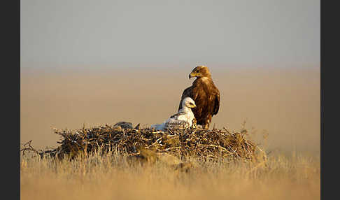 Steppenadler (Aquila nipalensis)