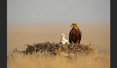 Steppenadler (Aquila nipalensis)